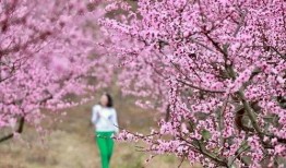 今日头条爆料桃花盛开时,探寻春日浪漫秘境